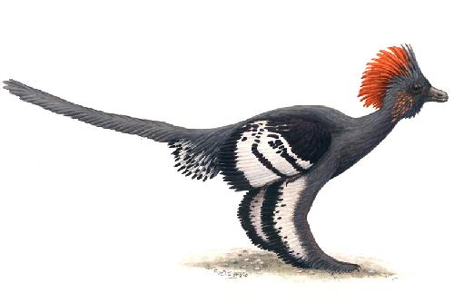 The full-body color rendering of a 155-million-year-old Anchiornis huxleyi, a kind of small-size beastly-foot class dinosaurs. [Beijing Natural History Museum]