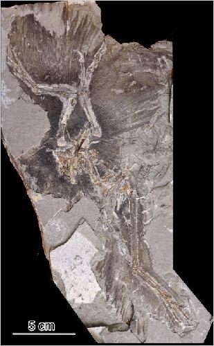 The fossil of Anchiornis huxleyi. [Beijing Natural History Museum]