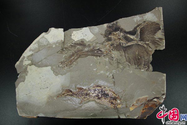  The fossil of Anchiornis huxleyi. [CFP] 