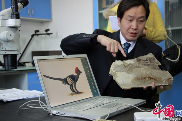 Scientists for the first time decode the full-body color pattern of a 155-million-year-old Anchiornis huxleyi, a kind of small-size beastly-foot class dinasours. Scientists of the Beijing Natural History Museum and those on dinosaurs, modern birds, ancient birds of the Peking University, Yale University, University of Texas and University of Akron finished the project in cooperation. [CFP] 