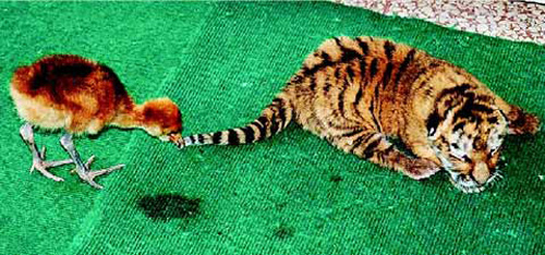 A little red-crowned crane took the tail of a Manchurian tiger cub for its favorite food: worm, and kept on pecking it in Liaoning Province, China. [huanqiu.com]