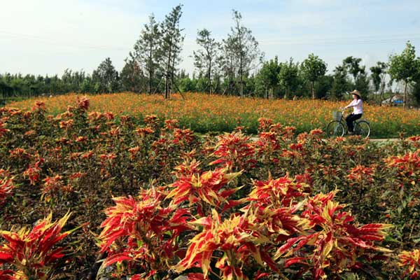 The first tulip cultural festival will take place at Beijing International Flower Port in mid-April 2010.[File Photo: bjshy.gov.cn]