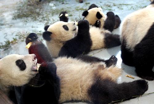 Shanghai Expo giant pandas enjoy fresh bamboo shoots in Shanghai, east China, on March 10, 2010. Fresh bamboo shoots are offered for Shanghai Expo giant pandas from Wednesday. [Xinhua] 