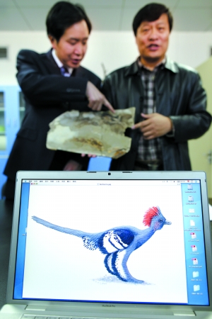 Curator of Beijing Museum of Natural History Meng Qingjin (right) and colleague discuss the color of Anchiornis huxleyi's feathers.