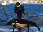 Porpoise hunt continues in Japan