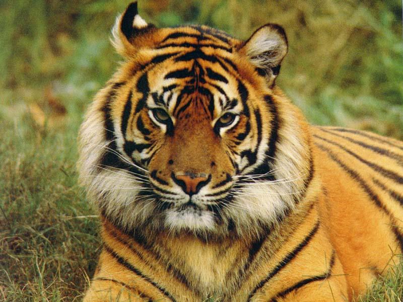 File photo: Siberian tiger