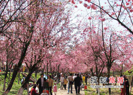 Every year during the blooming season, Mt. Yuantong turns itself into a sea of flowers for non-stop visitors. [Photo: sohu.com]