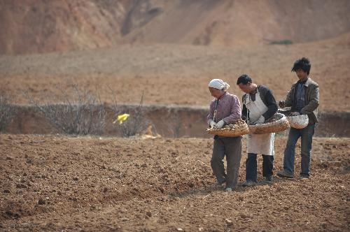 Local villagers plant the anti-drought crop in Weining County of southwest China's Guizhou Province, March 13, 2010. A severe drought in southwest China, which local people say is the worst in a century, is forecast to linger till the start of the rainy season in May, according to two provincial meteorological stations in Yunnan and Guizhou. [Xinhua]