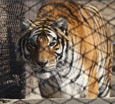 13 tigers die in 3 months