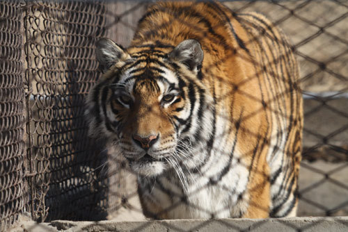 A Siberian tiger is seen at the Shenyang Forest Wildlife Zoo in Liaoning province on Saturday.[