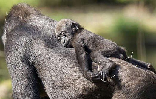 Enjoy sunshine on mommy&apos;s back