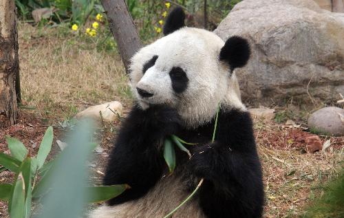 Giant panda 'Meilan' eats bamboo at the Chengdu Giant Panda Breeding Base in Chengdu, capital of southwest China's Sichuan Province, March 15, 2010. [Xinhua]