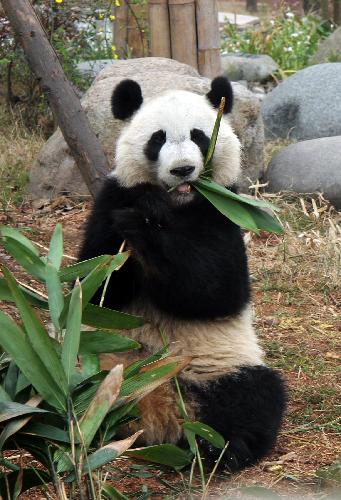 Giant panda 'Meilan' eats bamboo at the Chengdu Giant Panda Breeding Base in Chengdu, capital of southwest China's Sichuan Province, March 15, 2010.[Xinhua]