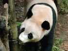 Japanese born panda heads for China