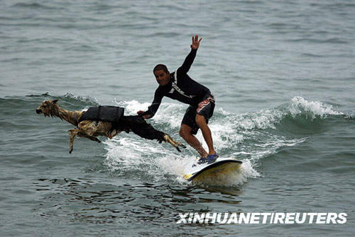 Peruvian surfer Domingo Pianezzi rides a wave with his alpaca Pisco at San Bartolo beach in Lima March 16, 2010. Pianezzi has spent a decade training dogs to ride the nose of his board when he catches waves, and now he is the first to do so with an alpaca. [Xinhua/Reuters] 