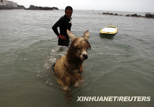 Peruvian surfer Domingo Pianezzi rides a wave with his alpaca Pisco at San Bartolo beach in Lima March 16, 2010. Pianezzi has spent a decade training dogs to ride the nose of his board when he catches waves, and now he is the first to do so with an alpaca. [Xinhua/Reuters] 