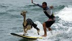 Alpaca surfer