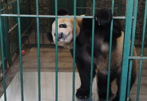 Japanese-born giant panda 'Xingbang' is seen in the quarantine room at the Chengdu Giant Panda Breeding Base in Chengdu, capital of southwest China's Sichuan Province, March 16, 2010.[Xinhua]