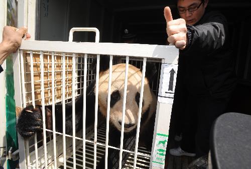 Japanese-born giant panda 'Xingbang' is released to the quarantine room at the Chengdu Giant Panda Breeding Base in Chengdu, capital of southwest China's Sichuan Province, March 16, 2010. [Xinhua]