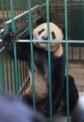 Japanese-born giant panda 'Xingbang' is seen in the quarantine room at the Chengdu Giant Panda Breeding Base in Chengdu, capital of southwest China's Sichuan Province, March 16, 2010. [Xinhua]