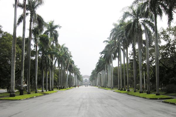 The royal palm is the official tree of National Taiwan University as it is a symbol of growth, broad vision and steadfast willpower. [Photo:CRIENGLISH.com]