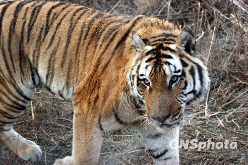 Tiger-bone liquor made by a zoo in northeast China's Liaoning province where 13 Siberian tigers have died in the last three months is an open secret