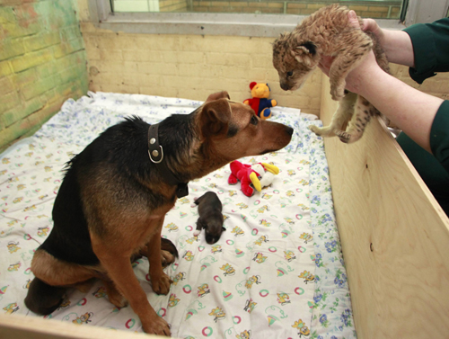 An employee of the Royev Ruchey zoo holds a two-day-old lion cub, while a dog looks at it, in the Siberian city of Krasnoyarsk March 18, 2010. The newborn cub, which is the only survivor after its mother and her three cubs died during the delivery, was taken by zoo employees to a mongrel dog to feed the cub.[Xinhua/Reuters]