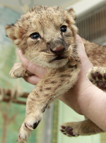 An employee of the Royev Ruchey zoo holds a two-day-old lion cub in the Siberian city of Krasnoyarsk March 18, 2010. The newborn cub, which is the only survivor after its mother and her three cubs died during the delivery, was taken by zoo employees to a mongrel dog to feed the cub.[Xinhua/Reuters]