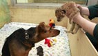 Dog feeds two-day-old lion cub