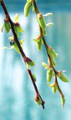  Spring comes in Lhasa, capital of Tibet.(Photo: Lhasa Evening News) 