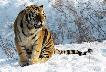File photo: Siberian tiger