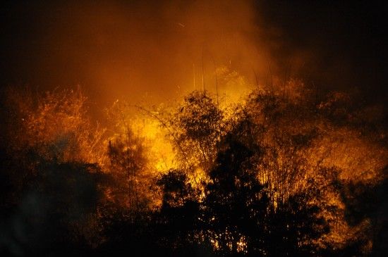 About 2,000 policemen and firefighters were mobilized Sunday to tame a fire which ravaged at least 20 hectares of forest in southwest China's Chongqing Municipality. [Xinhua]