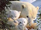 Polar bears face uncertain future