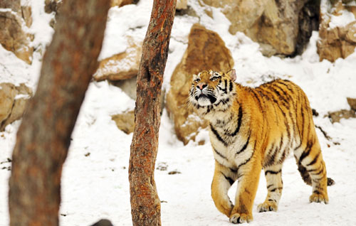 A tiger takes a walk after a snowfall at a zoo in Changchun, capital of northeast China's Jilin Province, on March 22, 2010. (Xinhua/Wang Haofei)