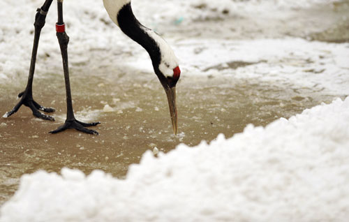 A red-crowned crane pecks the ice after a snowfall at a zoo in Changchun, capital of northeast China's Jilin Province, on March 22, 2010. (Xinhua/Wang Haofei)