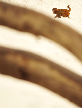 A monkey runs after a snowfall at a zoo in Changchun, capital of northeast China's Jilin Province, on March 22, 2010. (Xinhua/Wang Haofei) 