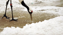 Snowfall in wildlife zoo