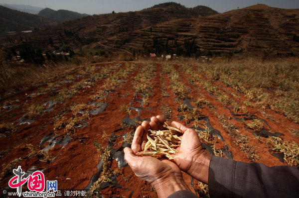 Southwest China&apos;s drought has caused the prices of goods to soar, affecting much of the food chain, including flowers, tea, herbs, fruit and grain. [CFP]