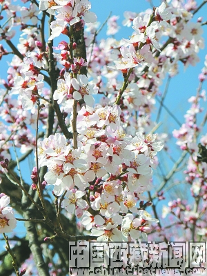 Photo shows peach flowers in full bloom in Nyingchi Prefecture, southeastern Tibet. [Photo Source: chinatibetnews.com]