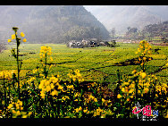 Rape flowers are in bloom in the fields and villages of east China's Anhui Province, thanks to this month's warmer weather. The sea of beautiful golden flowers gives off a pleasant smell in the sunlight and contrasts pleasantly with local houses to create a harmonious picture. [Photo by Shi Guangde]