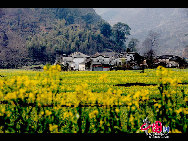 Rape flowers are in bloom in the fields and villages of east China's Anhui Province, thanks to this month's warmer weather. The sea of beautiful golden flowers gives off a pleasant smell in the sunlight and contrasts pleasantly with local houses to create a harmonious picture. [Photo by Shi Guangde]