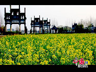 Rape flowers are in bloom in the fields and villages of east China's Anhui Province, thanks to this month's warmer weather. The sea of beautiful golden flowers gives off a pleasant smell in the sunlight and contrasts pleasantly with local houses to create a harmonious picture. [Photo by Shi Guangde]