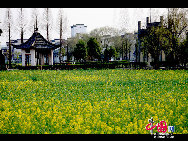 Rape flowers are in bloom in the fields and villages of east China's Anhui Province, thanks to this month's warmer weather. The sea of beautiful golden flowers gives off a pleasant smell in the sunlight and contrasts pleasantly with local houses to create a harmonious picture. [Photo by Shi Guangde]