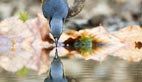 Nuthatch attracted by inverted reflection in water