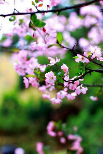 Cherry trees are in full bloom in Wuhan University, central China's Hubei Province. [Photo: CRI Online] 