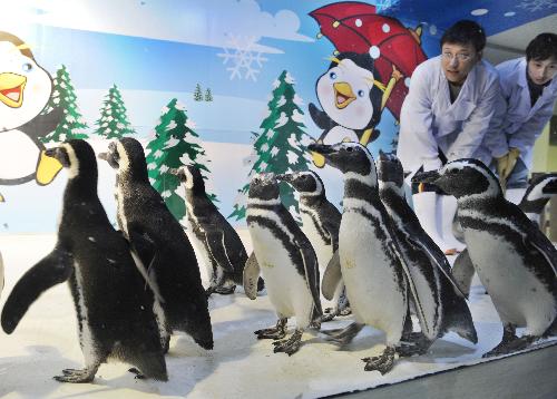 Staff members take the new comers of 13 penguins from Argentina to get familiar to their new home at the Ningbo Sea World in the city of Ningbo, east China&apos;s Zhejiang Province, March 23, 2010. These lovely marine animals from South America will meet public soon after they arrived at their new home. [Xinhua] 