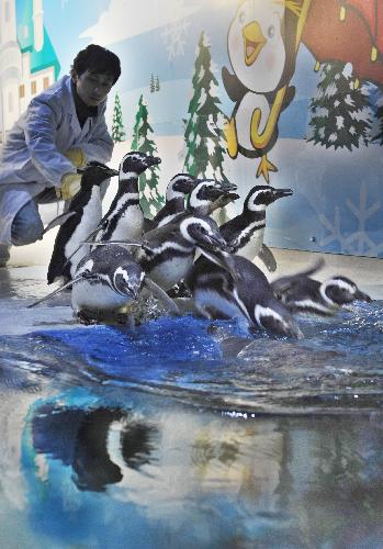  A staff member takes the new comers of 13 penguins from Argentina to get familiar to their new home at the Ningbo Sea World in the city of Ningbo, east China&apos;s Zhejiang Province, March 23, 2010. These lovely marine animals from South America will meet public soon after they arrived at their new home. [Xinhua]