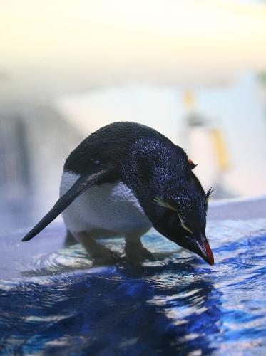 One of the 13 penguins from Argentina prepares to jump into a pond at the Ningbo Sea World in the city of Ningbo, east China&apos;s Zhejiang Province, March 23, 2010. These lovely marine animals from South America will meet public soon after they arrived at their new home.[Xinhua]