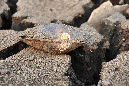 A dead oyster is seen left on the dry bottom of the Chirui Lake at Shiping County, southwest China&apos;s Yunnan Province, March 24, 2010. The local government took the present opportunity of sustaining severe drought, which began to ravage the region since last autumn, to clear sludge of the lake.[Xinhua]