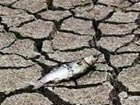 Drought kills rivers, forests